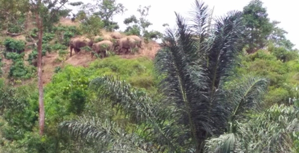 Siang Malam Petugas Berjuang Menggiring Gajah Kembali ke Habitat di TN Bukit Barisan Selatan
